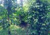 Polgasowita : 38 Perches commercial Land For rent Facing Colombo Road - Widok 4