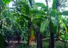 Polgasowita : 38 Perches commercial Land For rent Facing Colombo Road - Widok 3