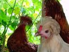 Polish Chickens