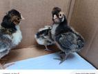 Polish Cap Chicks