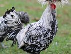 polish cap rooster
