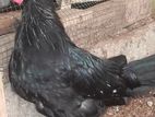 Polish Rooster