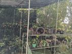 Poly Tunnel