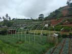 Poly tunnel