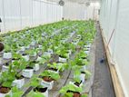 Poly tunnel with automation system