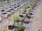 Polytunnel