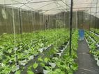 Net House with Plant