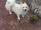 Pomeranian Puppy
