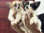 Pomerian Puppies