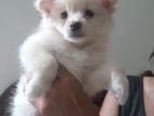 Pomeranian Puppies