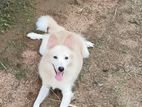 Pomanarian Female Puppies