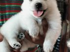 Pomeranian Puppies