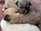 Pomeranian Pocket Puppies