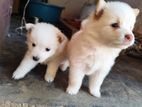 Pomeranian Puppies