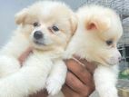 Pomanarian Puppies