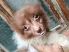 Pomeranian Puppy