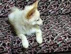 Pomeranian Puppies