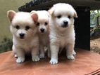 Pomeranian Dog