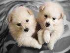 Pomanarion Puppy