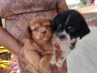 Pomeranian Puppy