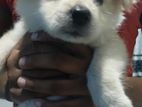 Pomanarion Puppies