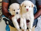 Pomeranian Puppies
