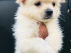 Pomeranian Puppy
