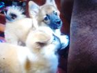 Pomeranian Puppy