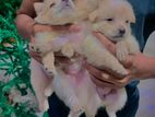 pomanariyan dogs