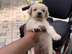 pomanariyan dogs