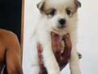 Pomeranian Puppy