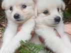 Pomeranian Puppy
