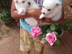Pomeranian Puppy