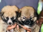 Pomeranian Dog