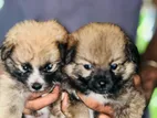 Pomeranian Dog