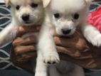 Pomanariyan Puppies