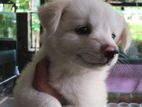 Pomarenian Puppies