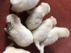Pomanariyan Puppies