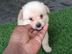 Pomeranian Puppies