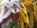 Pomeranian Puppies