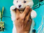Pomanariyan Puppy
