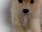Pomanariyan Puppy