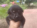 Pomeranian Dog