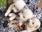 Pomeranian Puppies