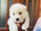 Pomeranian Puppy