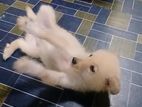 Pomeranian Puppy