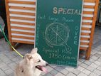 Pomanerian Dogs