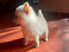 Pomanerian Dogs