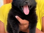 Pomeranian Female Puppy