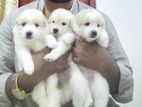 Pomanerian Puppies